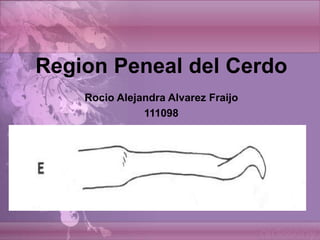 Region Peneal del Cerdo
Rocio Alejandra Alvarez Fraijo
111098
 