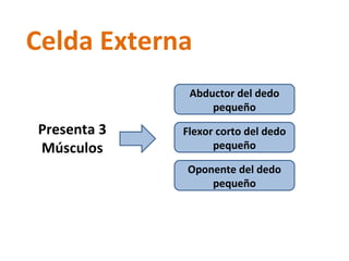 Celda Externa Presenta 3 Músculos Abductor del dedo pequeño Flexor corto del dedo pequeño Oponente del dedo pequeño 