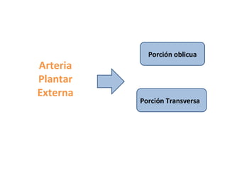 Arteria Plantar Externa Porción oblicua Porción Transversa 