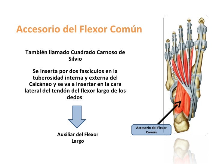 Region plantar
