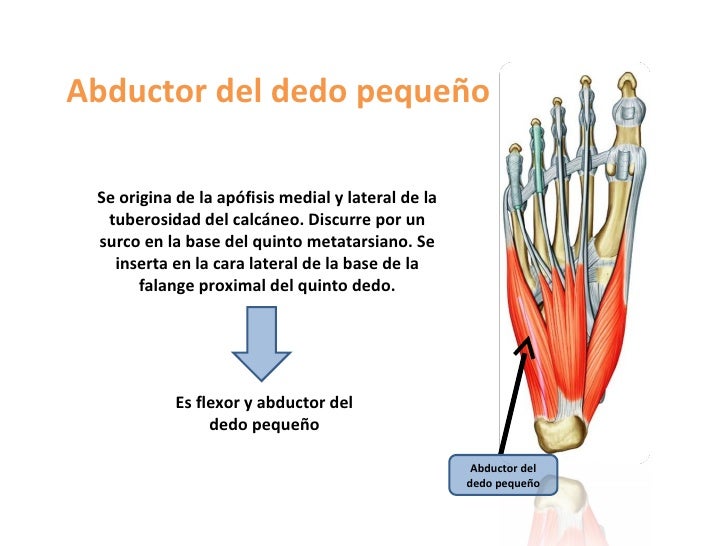 Region plantar