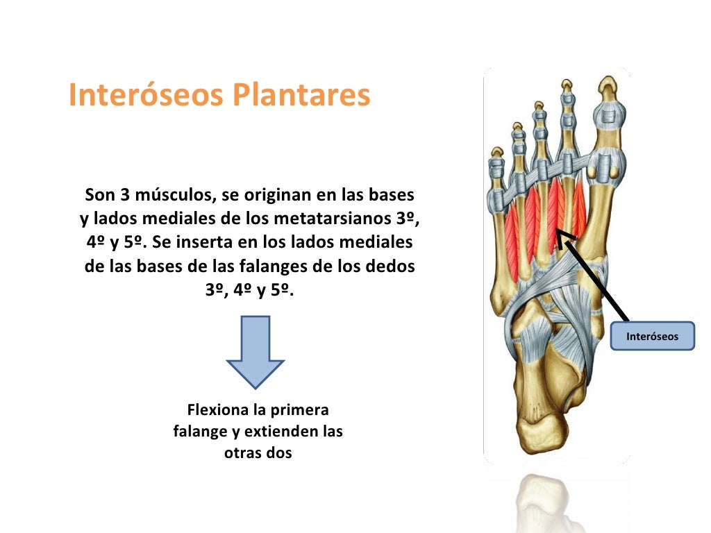 Region plantar
