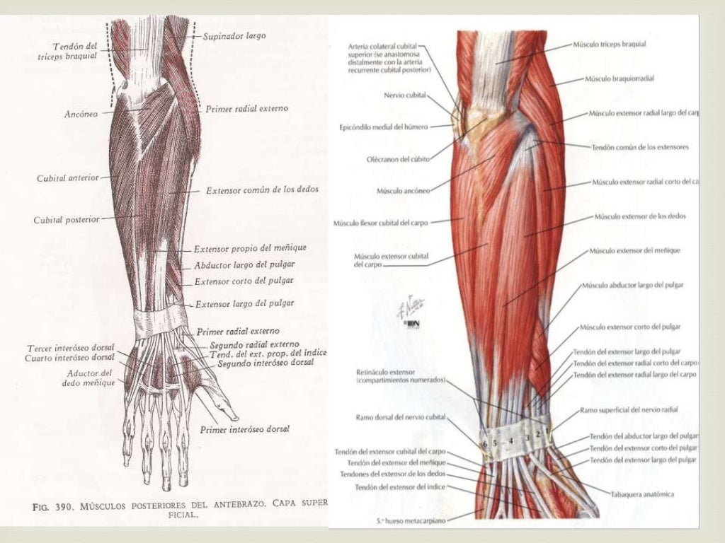 Region posterior brazo antebrazo