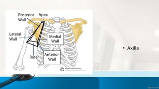 Regions & Muscles of arm.pptx