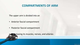 Regions & Muscles of arm.pptx