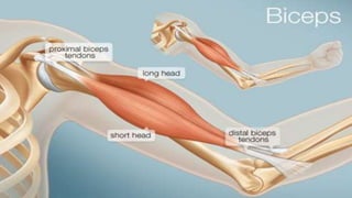 Regions & Muscles of arm.pptx