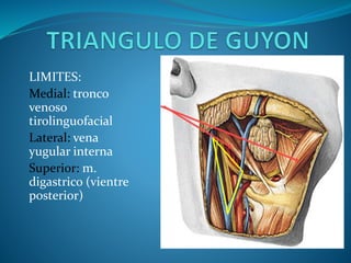 LIMITES:
Medial: tronco
venoso
tirolinguofacial
Lateral: vena
yugular interna
Superior: m.
digastrico (vientre
posterior)
 