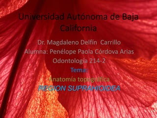 Universidad Autónoma de Baja
California
Dr. Magdaleno Delfín Carrillo
Alumna: Penélope Paola Córdova Arias
Odontología 214-2
Tema:
Anatomía topográfica
REGION SUPRAHIOIDEA

 