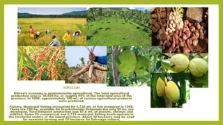 AGRICULTURE
Biliran’s economy is predominantly agricultural. The total agricultural
production area is 30,628 ha. or roughly 55% of the total land area of the
province. In 1998, approximately 100 mt. of various agricultural products
were produced.
Fishery. Municipal fishing accounted for 4,730 mt. of fish produced in 1998.
There are 105 ha. available for brackishwater fishponds but only 50 ha. are
developed. Total fishpond production was 87.6 mt. of prawns, shrimps and
milkfish. Some 55 commercial and 2,712 municipal fishing boats operate in
the territorial waters of the island province. About 30 hectares may be used
for seaweed farming and 10 hectares for fish-cage culture.
 