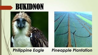 BUKIDNON




Philippine Eagle   Pineapple Plantation
 
