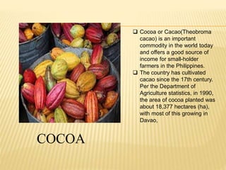 COCOA 
 Cocoa or Cacao(Theobroma 
cacao) is an important 
commodity in the world today 
and offers a good source of 
income for small-holder 
farmers in the Philippines. 
 The country has cultivated 
cacao since the 17th century. 
Per the Department of 
Agriculture statistics, in 1990, 
the area of cocoa planted was 
about 18,377 hectares (ha), 
with most of this growing in 
Davao, 
 