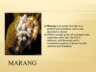  Marang is an exotic fruit akin to a 
jackfruit and breadfruit, and is very 
abundant in Davao. 
 While it usually gives off a pungent odor, 
especially when ripe, the fruit is 
delicious, soft flavoured and is 
considered superior in flavour to both 
Jackfruit and breadfruit 
MARANG 
 