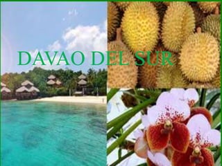 DAVAO DEL SUR 
 
