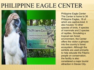 PHILIPPINE EAGLE CENTER 
Philippine Eagle Center 
The Center is home to 36 
Philippine Eagles, 18 of 
which are captive-bred. It 
also houses 10 other 
species of birds, 4 species 
of mammals and 2 species 
of reptiles. Simulating a 
tropical rain forest 
environment, the Center 
offers the visitor a glimpse 
into the country’s forest 
ecosystem. Although the 
exhibits are used primarily 
to help educate the Filipino 
people on conservation, 
the facility is also 
considered a major tourist 
attraction in Davao City. 
 