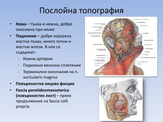 Regio parotideomasseterica | PPT