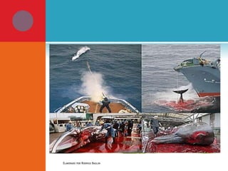 

Pesca de baleias

ELABORADO POR RODRIGO BAGLINI

 