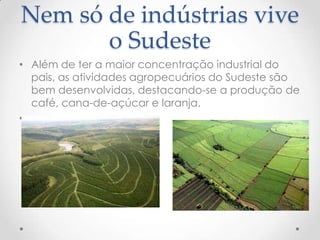 Nem só de indústrias vive
o Sudeste
• Além de ter a maior concentração industrial do
pais, as atividades agropecuários do Sudeste são
bem desenvolvidas, destacando-se a produção de
café, cana-de-açúcar e laranja.
•
 