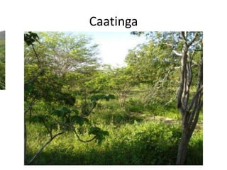 Caatinga
 
