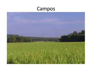 Campos
 