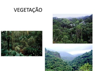VEGETAÇÃO
 