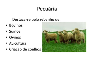 Pecuária
Destaca-se pelo rebanho de:
• Bovinos
• Suinos
• Ovinos
• Avicultura
• Criação de coelhos
 