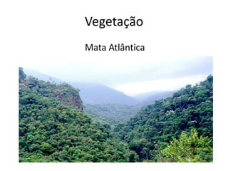 Vegetação
Mata Atlântica
 