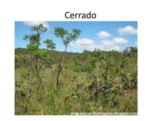 Cerrado
 
