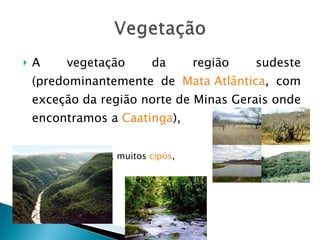 A vegetação da região sudeste (predominantemente de  Mata Atlântica , com exceção da região norte de Minas Gerais onde encontramos a  Caatinga ), Árvores  mais altas, muitos  cipós , 