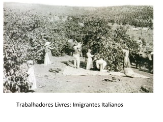 Trabalhadores Livres: Imigrantes Italianos
 