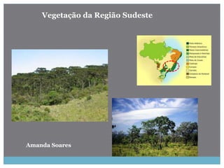 Vegetação da Região Sudeste
Amanda Soares
 