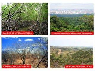 MANGUE NO LITORAL CARIOCA 
CAATINGA NO NORTE DE MG 
FLORESTA AMAZÔNICA NA SERRA DA CANTAREIRA 
CERRADO NO OESTE DE MG  