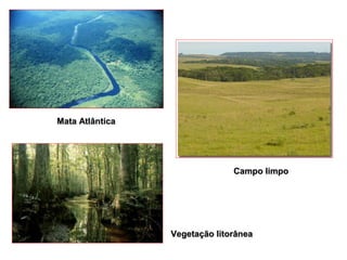 Mata AtlânticaMata Atlântica
Campo limpoCampo limpo
Vegetação litorâneaVegetação litorânea
 