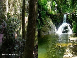 Mata Atlântica
 