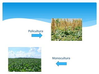 Policultura
Monocultura
 