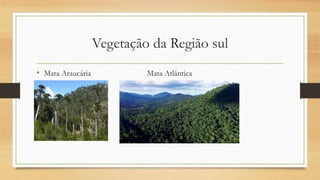 Vegetação da Região sul
• Mata Araucária Mata Atlântica
 