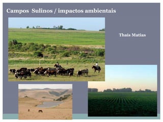 Campos Sulinos / impactos ambientais
Thaís Matias
 