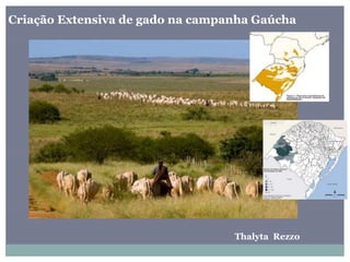 Criação Extensiva de gado na campanha Gaúcha
Thalyta Rezzo
 