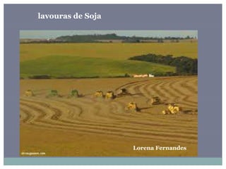 lavouras de Soja
Lorena Fernandes
 