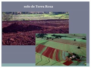 solo de Terra Roxa
 