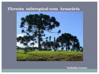 Floresta subtropical com Araucária
Nathália Gomes
 