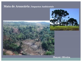 Thayná Oliveira
Mata de Araucária /Impactos Ambientais
 