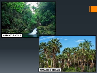 MATA ATLÂNTICA 
MATA DOS COCAIS  