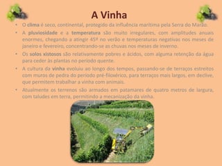 A Vinha
• O clima é seco, continental, protegido da influência marítima pela Serra do Marão.
• A pluviosidade e a temperatura são muito irregulares, com amplitudes anuais
enormes, chegando a atingir 45º no verão e temperaturas negativas nos meses de
janeiro e fevereiro, concentrando-se as chuvas nos meses de inverno.
• Os solos xistosos são relativamente pobres e ácidos, com alguma retenção da água
para ceder às plantas no período quente.
• A cultura da vinha evoluiu ao longo dos tempos, passando-se de terraços estreitos
com muros de pedra do período pré-filoxérico, para terraços mais largos, em declive,
que permitem trabalhar a vinha com animais.
• Atualmente os terrenos são armados em patamares de quatro metros de largura,
com taludes em terra, permitindo a mecanização da vinha.
 