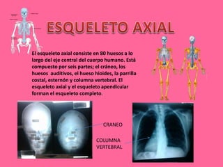 El esqueleto axial consiste en 80 huesos a lo
largo del eje central del cuerpo humano. Está
compuesto por seis partes; el cráneo, los
huesos auditivos, el hueso hioides, la parrilla
costal, esternón y columna vertebral. El
esqueleto axial y el esqueleto apendicular
forman el esqueleto completo.
CRANEO
COLUMNA
VERTEBRAL
 