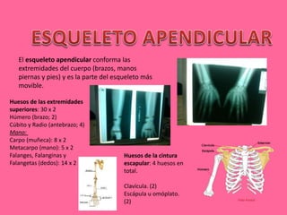 El esqueleto apendicular conforma las
extremidades del cuerpo (brazos, manos
piernas y pies) y es la parte del esqueleto más
movible.
Huesos de la cintura
escapular: 4 huesos en
total.
Clavícula. (2)
Escápula u omóplato.
(2)
Huesos de las extremidades
superiores: 30 x 2
Húmero (brazo; 2)
Cúbito y Radio (antebrazo; 4)
Mano:
Carpo (muñeca): 8 x 2
Metacarpo (mano): 5 x 2
Falanges, Falanginas y
Falangetas (dedos): 14 x 2
 
