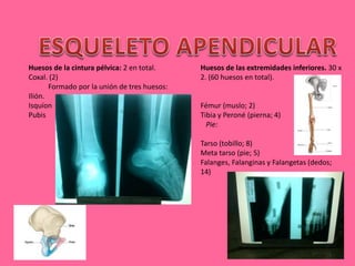 Huesos de la cintura pélvica: 2 en total.
Coxal. (2)
Formado por la unión de tres huesos:
Ilión.
Isquíon
Pubis
Huesos de las extremidades inferiores. 30 x
2. (60 huesos en total).
Fémur (muslo; 2)
Tibia y Peroné (pierna; 4)
Pie:
Tarso (tobillo; 8)
Meta tarso (pie; 5)
Falanges, Falanginas y Falangetas (dedos;
14)
 