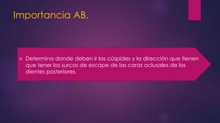 Importancia AB.
 Determina donde deben ir las cúspides y la dirección que tienen
que tener los surcos de escape de las caras oclusales de los
dientes posteriores.
 