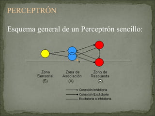 PERCEPTRÓN  Esquema general de un Perceptrón sencillo: 