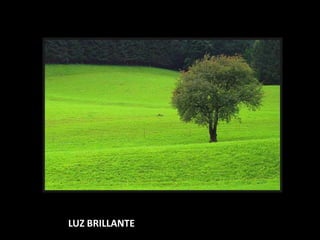 LUZ BRILLANTE
 