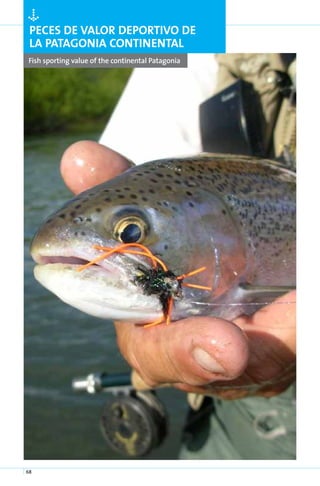 ÒPeces de valor deportivo de
 la Patagonia continental
Fish sporting value of the continental Patagonia




68
 